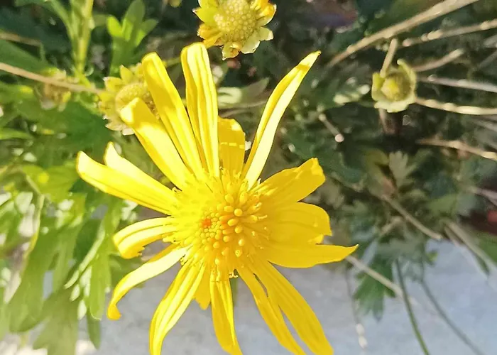 Kucica Bona 펜션 *